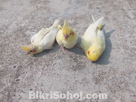 কোকাটেল পাখির বাচ্চা